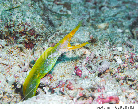 ブルーリボンイール 魚類 海水魚 ハナヒゲウツボの写真素材 - PIXTA