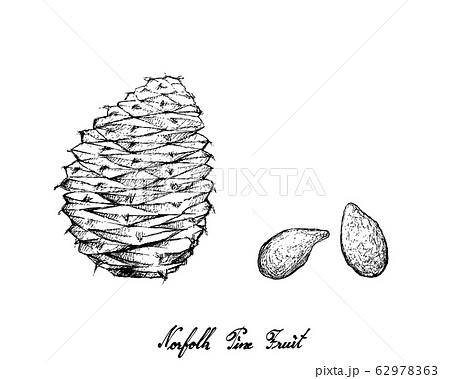 Hand Drawn Norfolk Pine Cone With Seed Stock Illustration