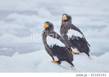 勇ましい 動物の写真素材