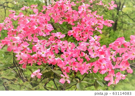 明るい花 綺麗な花 ハナミズキの写真素材