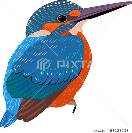 野鳥 カワセミ 手描き 鳥のイラスト素材