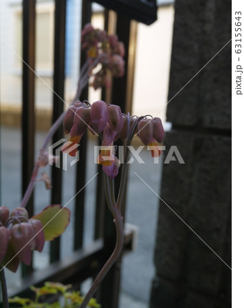 ハカラメ 多肉植物の写真素材