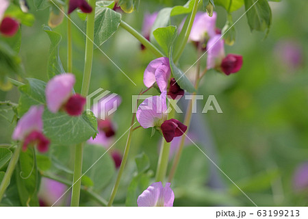 植物 花 赤色 さやえんどうの写真素材