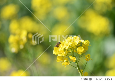菜の花とミツバチの写真素材