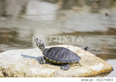 亀 壁紙 動物の写真素材