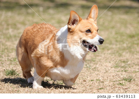 コーギー 犬 走る 明るいの写真素材