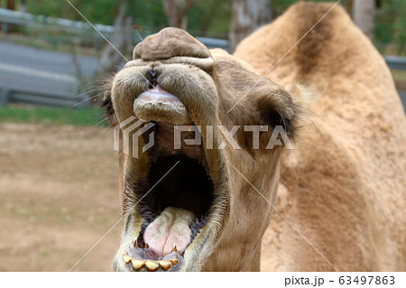 ラクダ 駱駝 キャメル 動物の写真素材