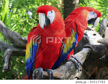 鳥 インコ ジャングル 密林の写真素材