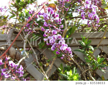 ハーデンベルギア 花 紫色 つる性植物の写真素材