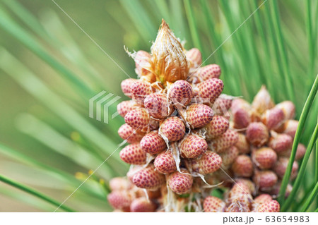 花 松 マツ 雄花の写真素材