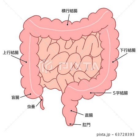 直腸 断面図の写真素材