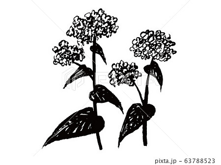 ソバの花のイラスト素材