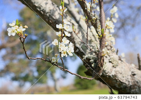 プルーンの花の写真素材