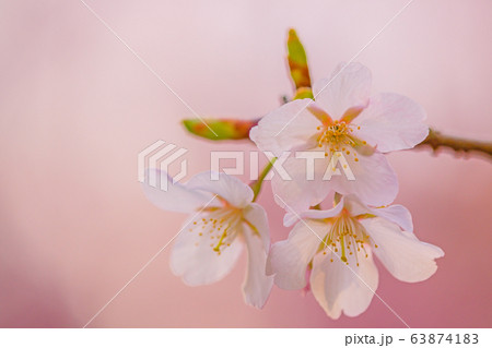 雌しべ おしべ 花びら 桜の写真素材