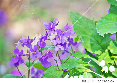 紫大根の花の写真素材