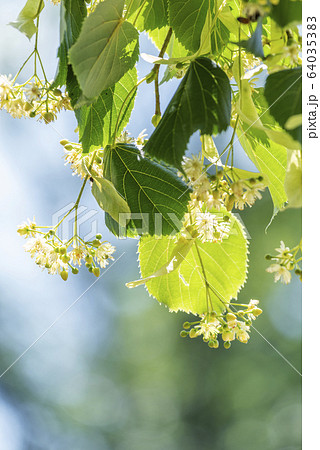 菩提樹の写真素材 - PIXTA