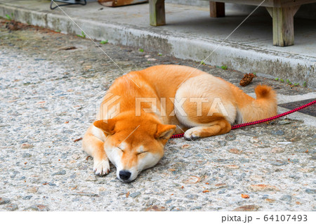 柴犬 犬 眠る 寝るの写真素材