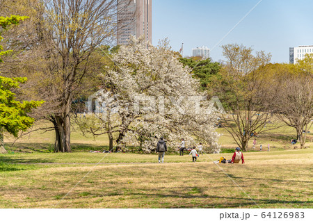 明治神宮 芝生広場の写真素材