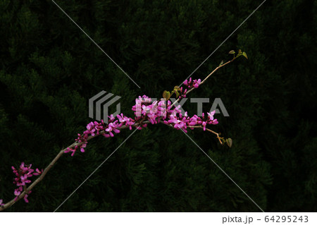 ズオウの花 ハナズオウの写真素材 Pixta