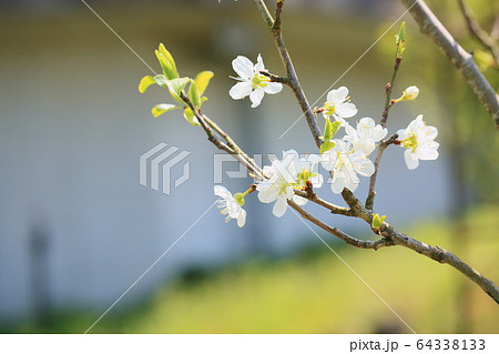 プルーンの花の写真素材
