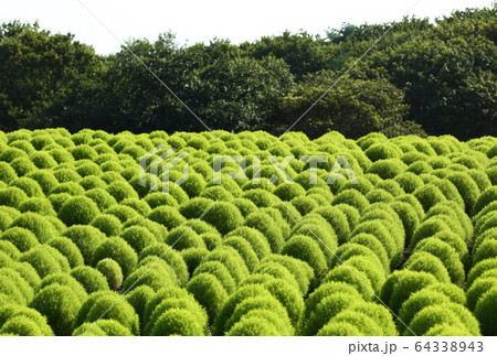 丸い葉 草 緑の葉の写真素材