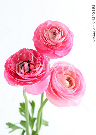 ラナンキュラス 花束の写真素材