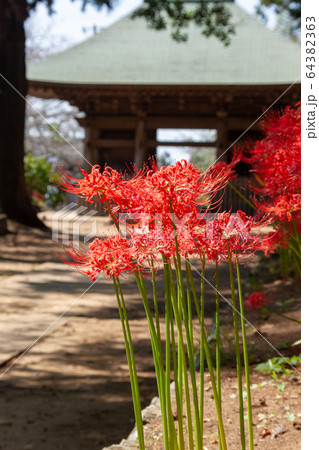 西蓮寺 行方市の写真素材