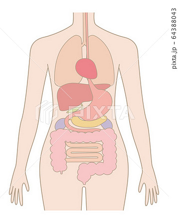 内臓のイラスト素材