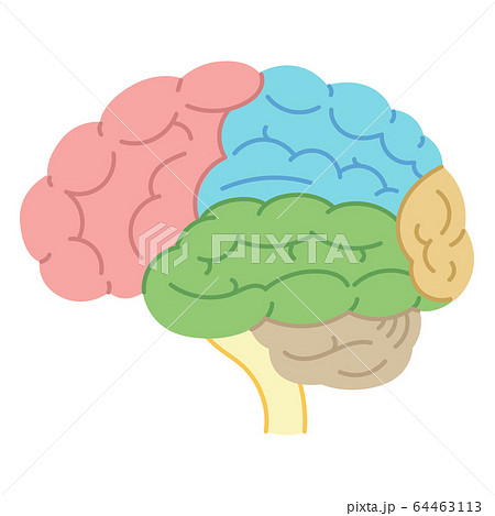 脳の断面図のイラスト素材