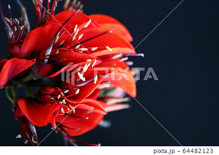 デイゴ 花 デイゴの花 沖縄の写真素材