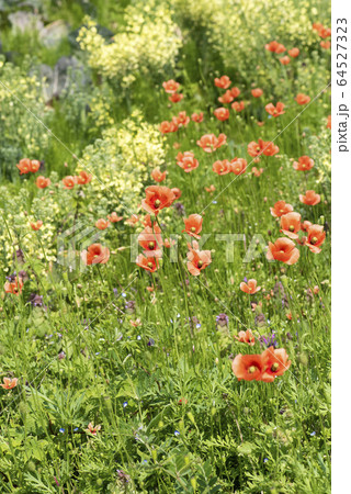 帰化植物 外来種 ヒナゲシ ケシの写真素材 帰化植物 外来種 ヒナゲシ ケシの写真素材