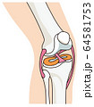 膝関節の構造 イラストのイラスト素材