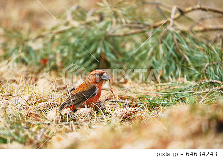 鳥 野鳥 小鳥 イスカの写真素材