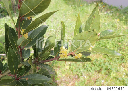 花 月桂樹 ローリエ 植物の写真素材