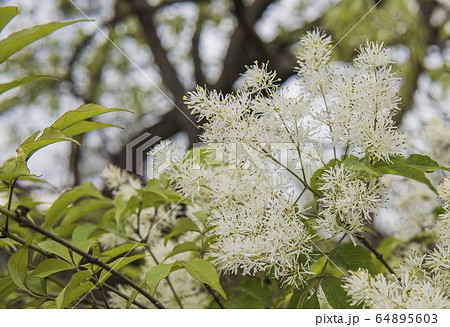 白いふわふわの花 木の写真素材