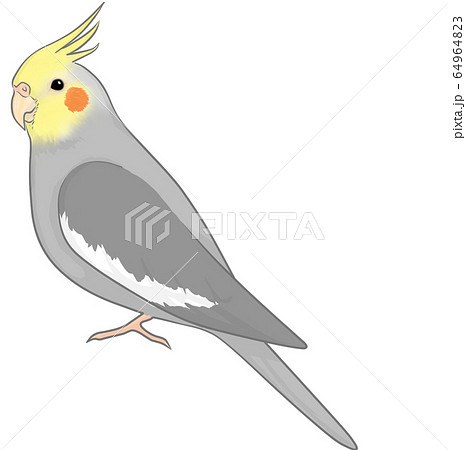 オカメインコのイラスト素材