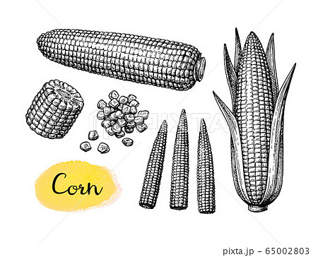 Ink Sketch Set Of Cornのイラスト素材