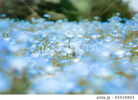 ネモフィラ 花 壁紙 ブルーの写真素材