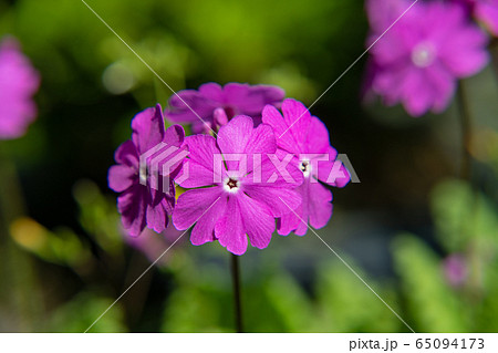 山野草 野の花 ピンク 春の写真素材 山野草 野の花 ピンク 春の写真素材
