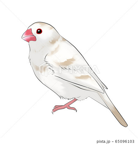 1/6 メイ　桜文鳥　イベント限定品　イラスト　写真３枚　初出物 41Wn5o4VfAL._UF350,350_QL50_.jpg