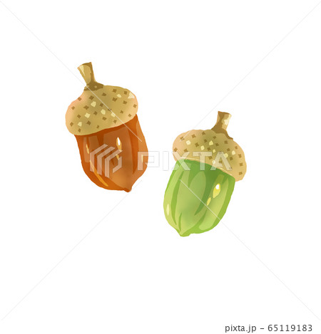 団栗 ドングリ どんぐり Cgの写真素材 団栗 ドングリ どんぐり Cgの写真素材