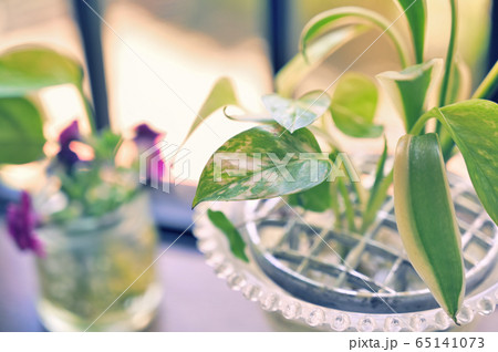 つる性植物 緑の葉 観葉植物 蔓の写真素材