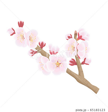 杏の花のイラスト素材