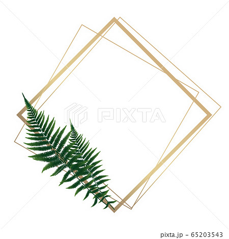 羊歯植物の写真素材