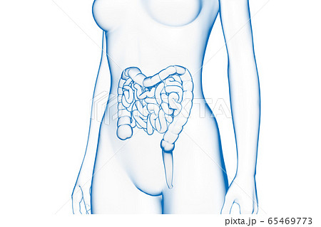 小腸の写真素材