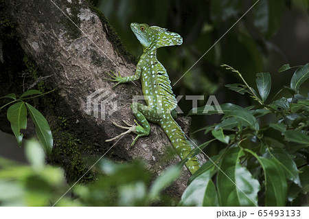 バジリスク 爬虫類の写真素材 - PIXTA