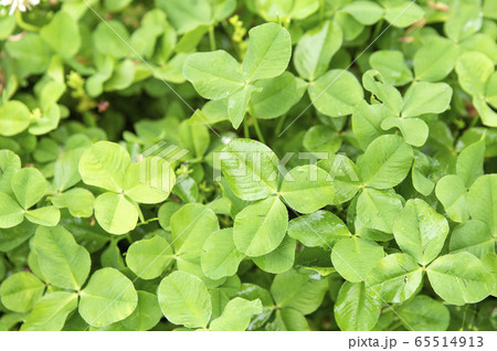 四つ葉のクローバーの写真素材集 ピクスタ