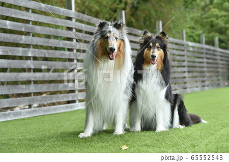 大型犬 かわいいの写真素材