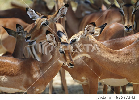 インパラ サバンナ 群れ アフリカの写真素材