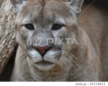 ジャガー 屋外 動物 顔の写真素材